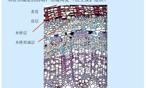 有肾综合症要注意什么症状网 | 肾综合症患者最禁忌吃什么,肾综合征最怕三个东西